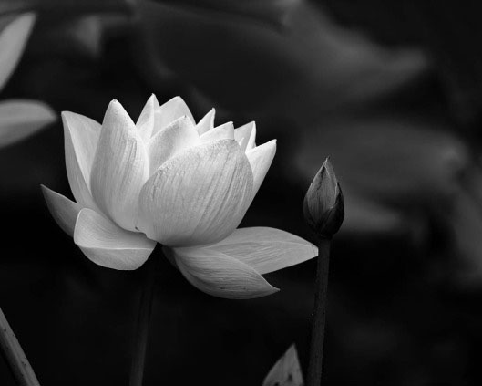 Hình ảnh đen trắng về hoa sen