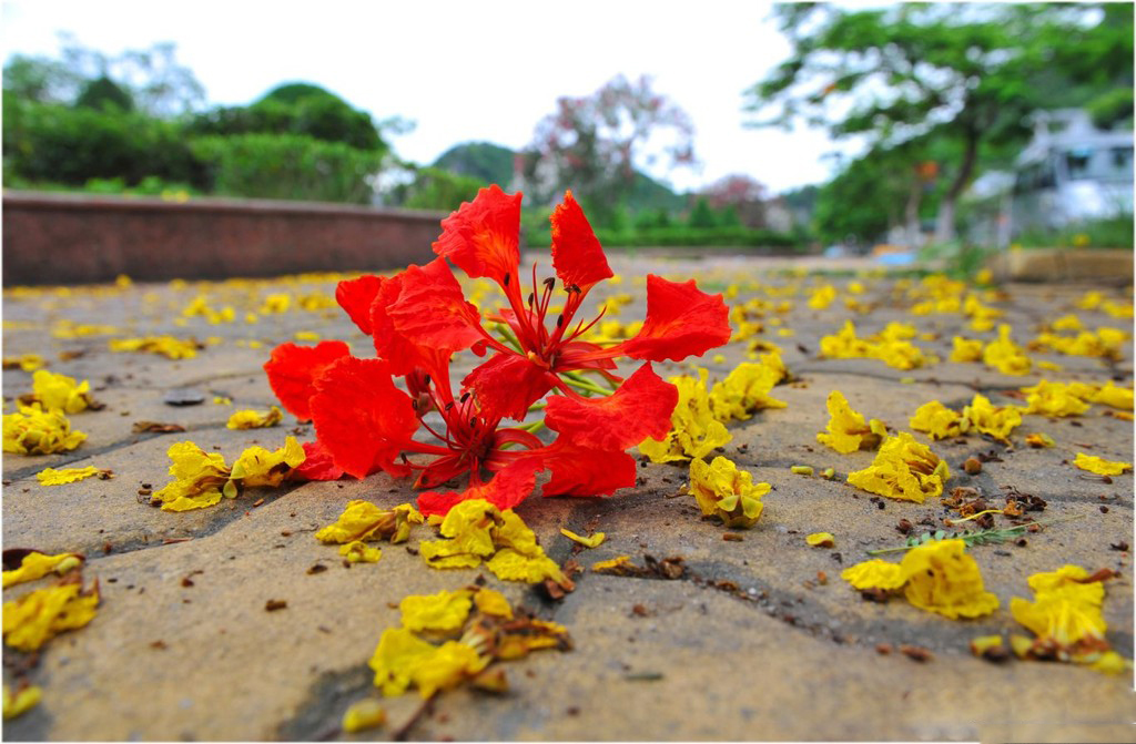 Hình ảnh đẹp về hoa phượng vĩ đỏ thắm sân trường