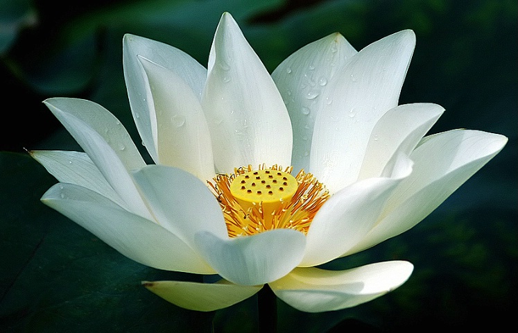 Hình ảnh đẹp về loài hoa sen trắng