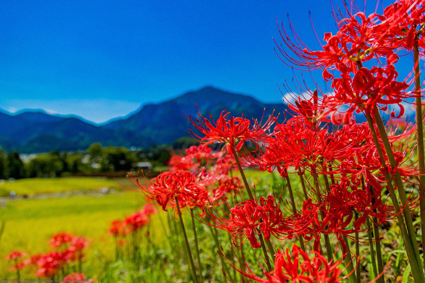 Hình ảnh hoa bỉ ngạn Nhật Bản