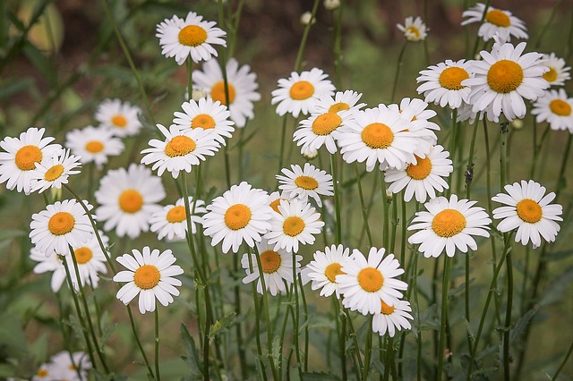 Hình ảnh hoa cúc dại trắng