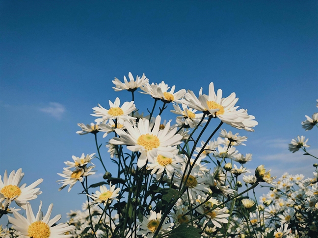 Hình ảnh hoa cúc dưới nắng