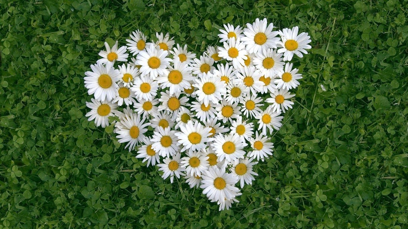 Hình ảnh hoa cúc hình trái tim