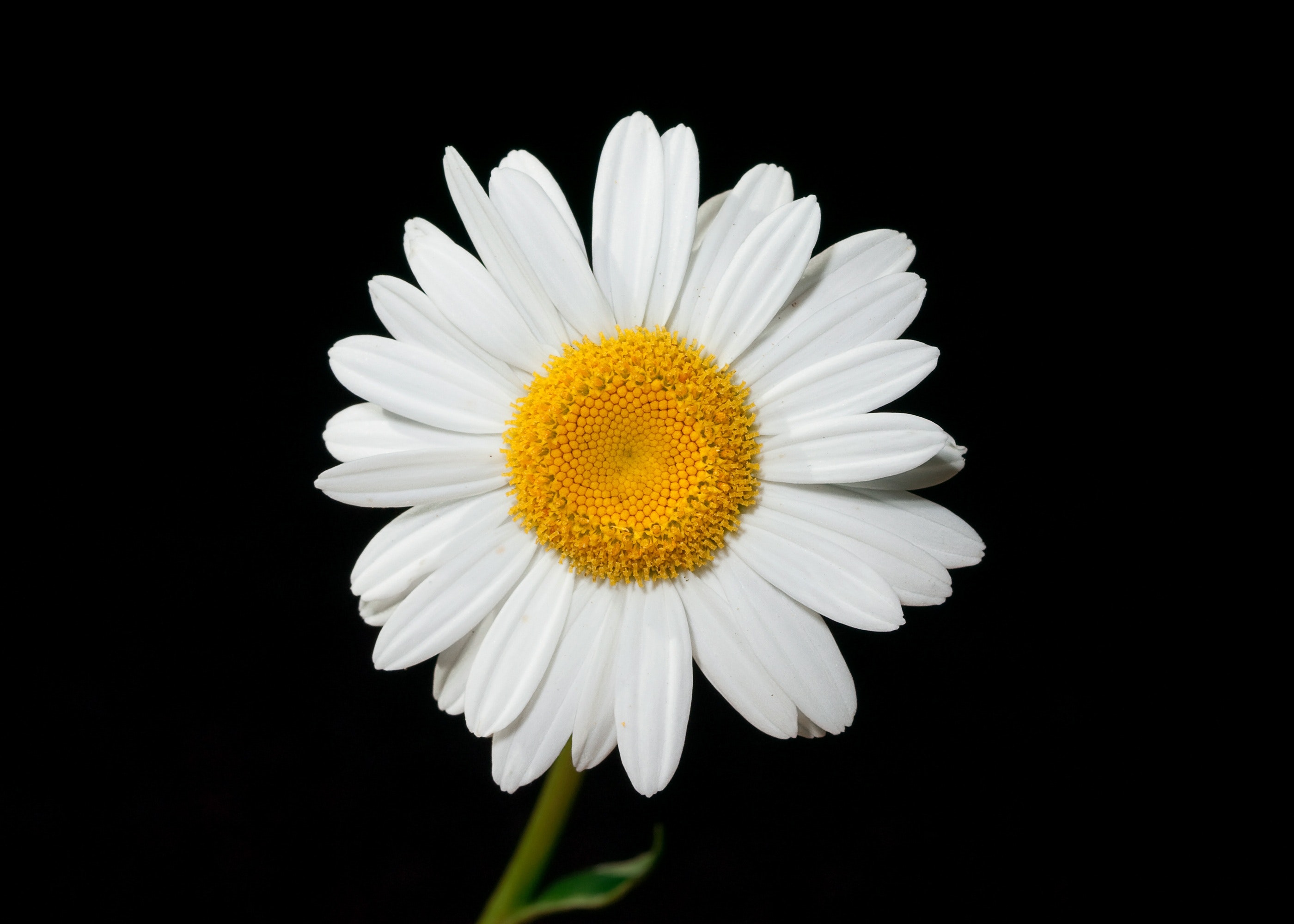 Hình ảnh hoa cúc trắng đẹp nhất