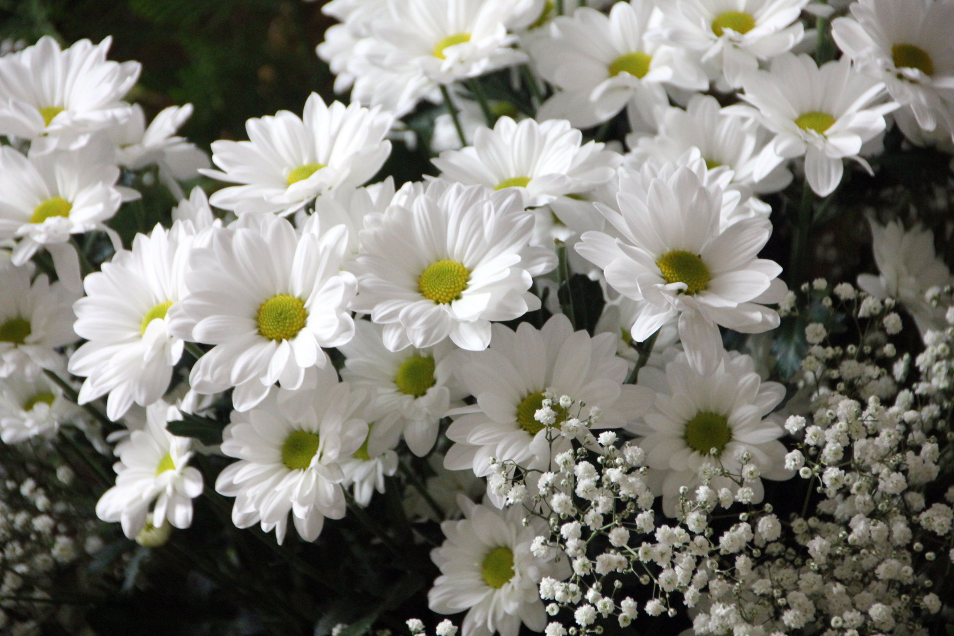 Hình ảnh hoa cúc trắng đẹp rực rỡ nhất