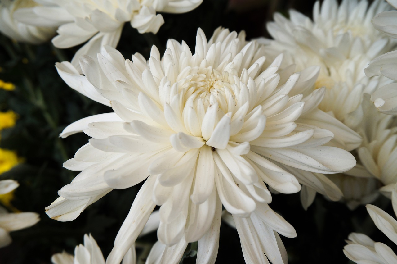Hình ảnh hoa cúc trắng đẹp