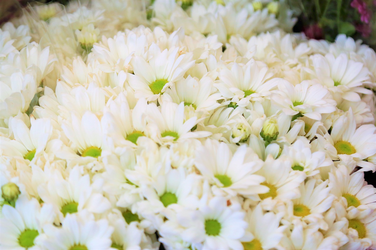 Hình ảnh hoa cúc trắng rực rỡ