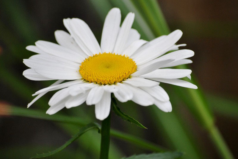 Hình ảnh hoa cúc trắng