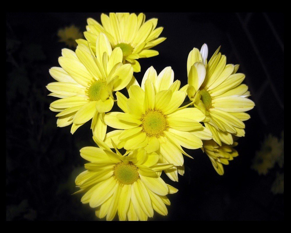 Top nhiều hơn 120 tải hình ảnh hoa cúc vàng hay nhất - thtantai2 ...