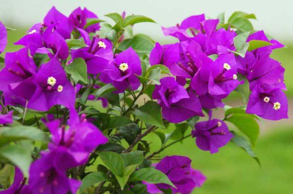 Hình ảnh hoa giấy màu tím
