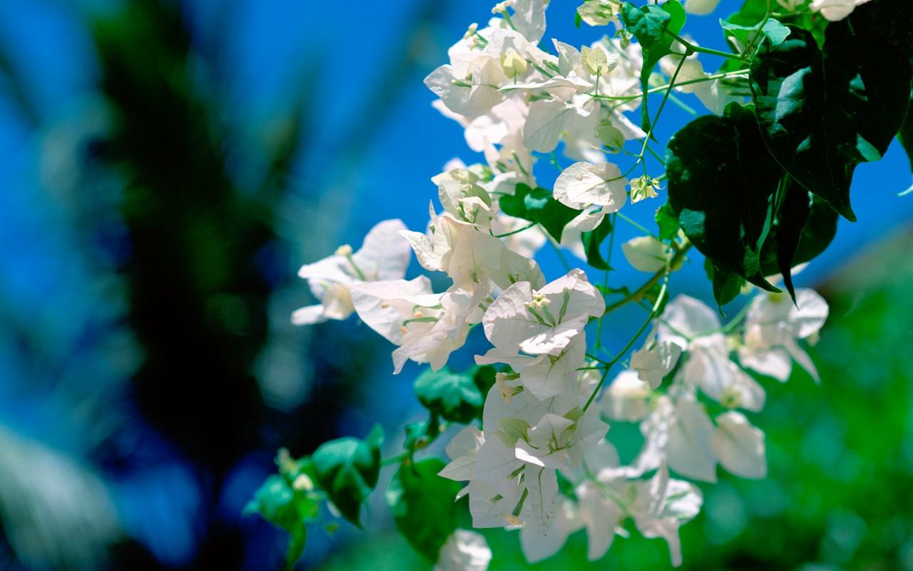 Hình ảnh hoa giấy màu trắng