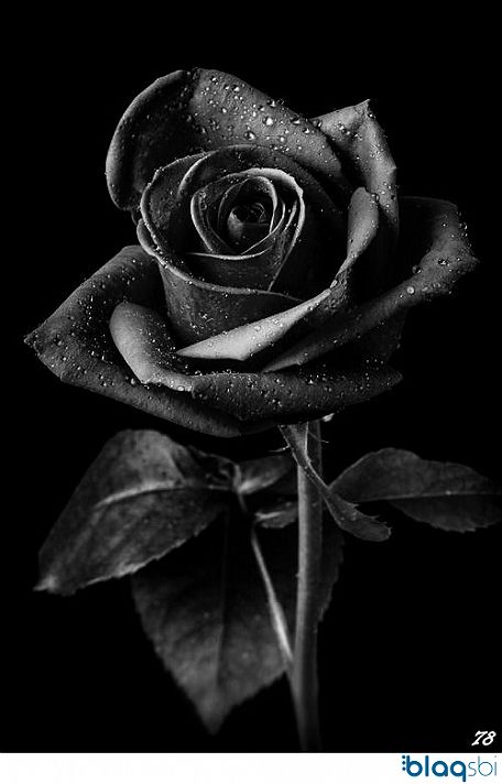Hãy để mình mê mẩn với hình hoa hồng đen sắc đen huyền bí ảo diệu. Với sắc đen tuyền trầm, đặc biệt và huyền bí, hình ảnh hoa hồng đen sẽ giúp bạn lạc vào một không gian thần tiên, đầy ảo diệu và sức hút. Không chỉ đẹp mắt, hình hoa hồng đen còn mang trong mình nhiều ý nghĩa về tình yêu, quý phái và thăng hoa. Hãy cập nhật ngay hình hoa hồng đen sắc đen huyền bí để trải nghiệm những cảm xúc tuyệt vời nhất từ loài hoa này.