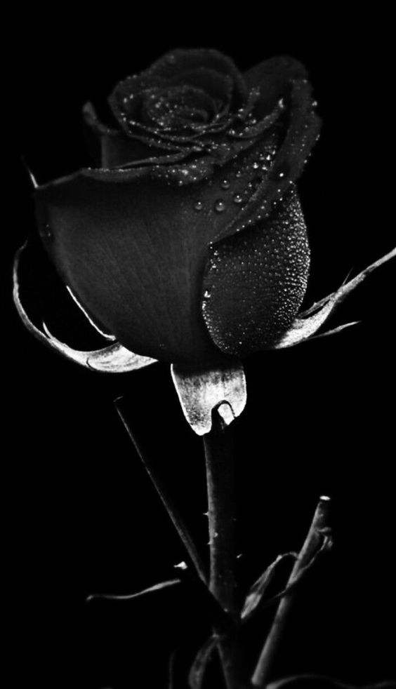 Ý nghĩa của Hoa hồng đen mà bạn nên biết  HoaĐẹp365