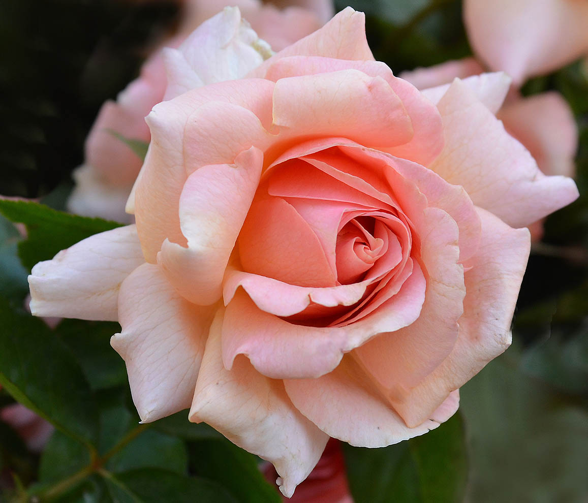 Hình ảnh hoa hồng đep và lãng mạn