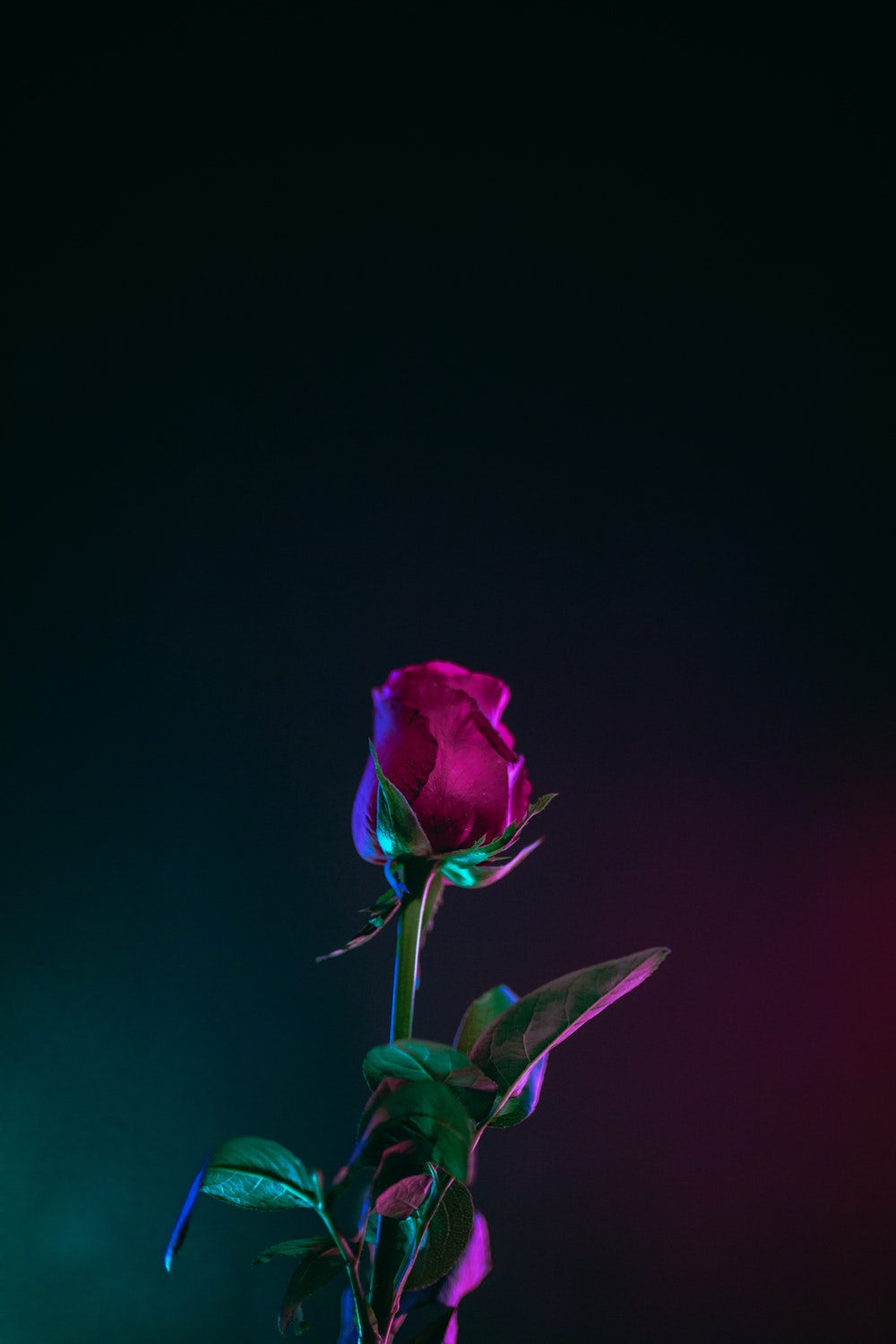 Hình ảnh hoa hồng siêu đẹp