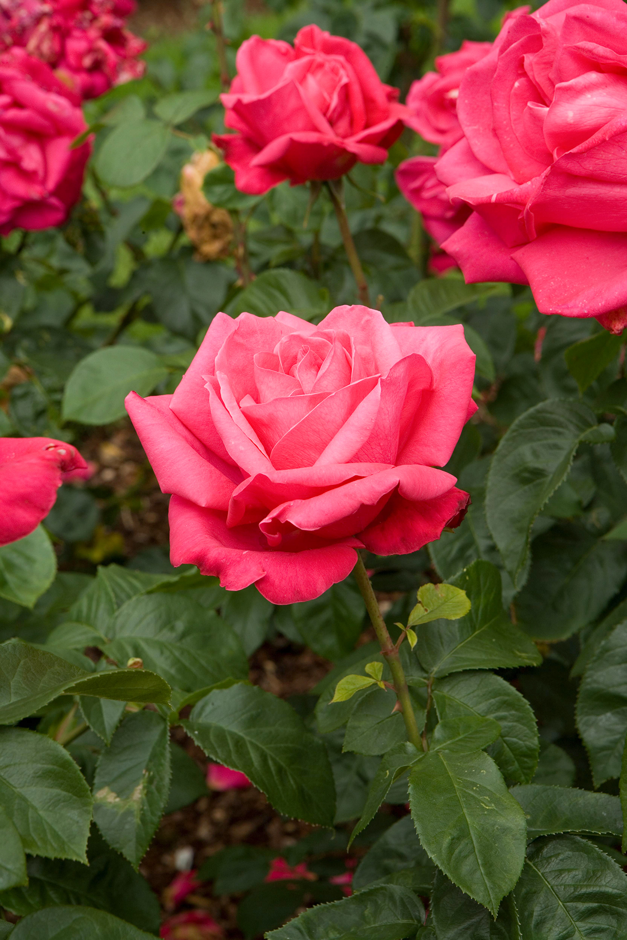 Hình ảnh hoa hồng trong vườn