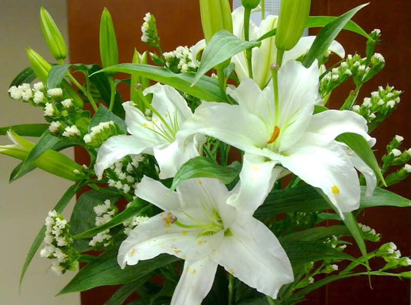 Hình ảnh hoa Ly trắng đẹp nhất