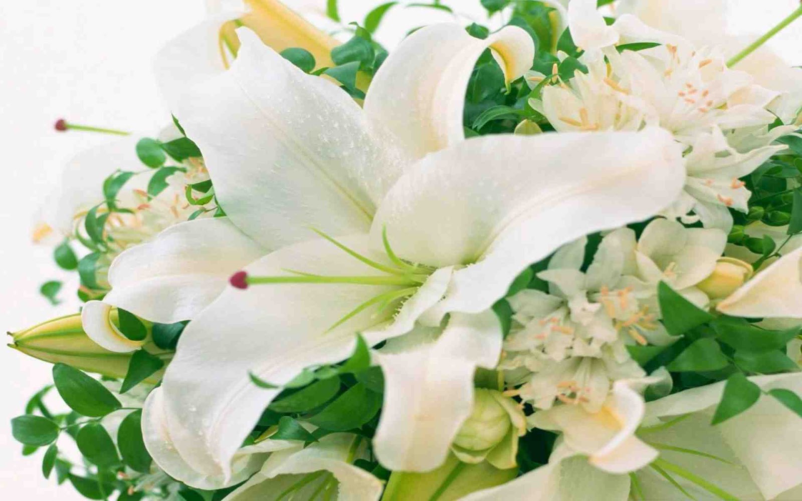 Hình ảnh hoa Ly trắng đẹp tinh khôi