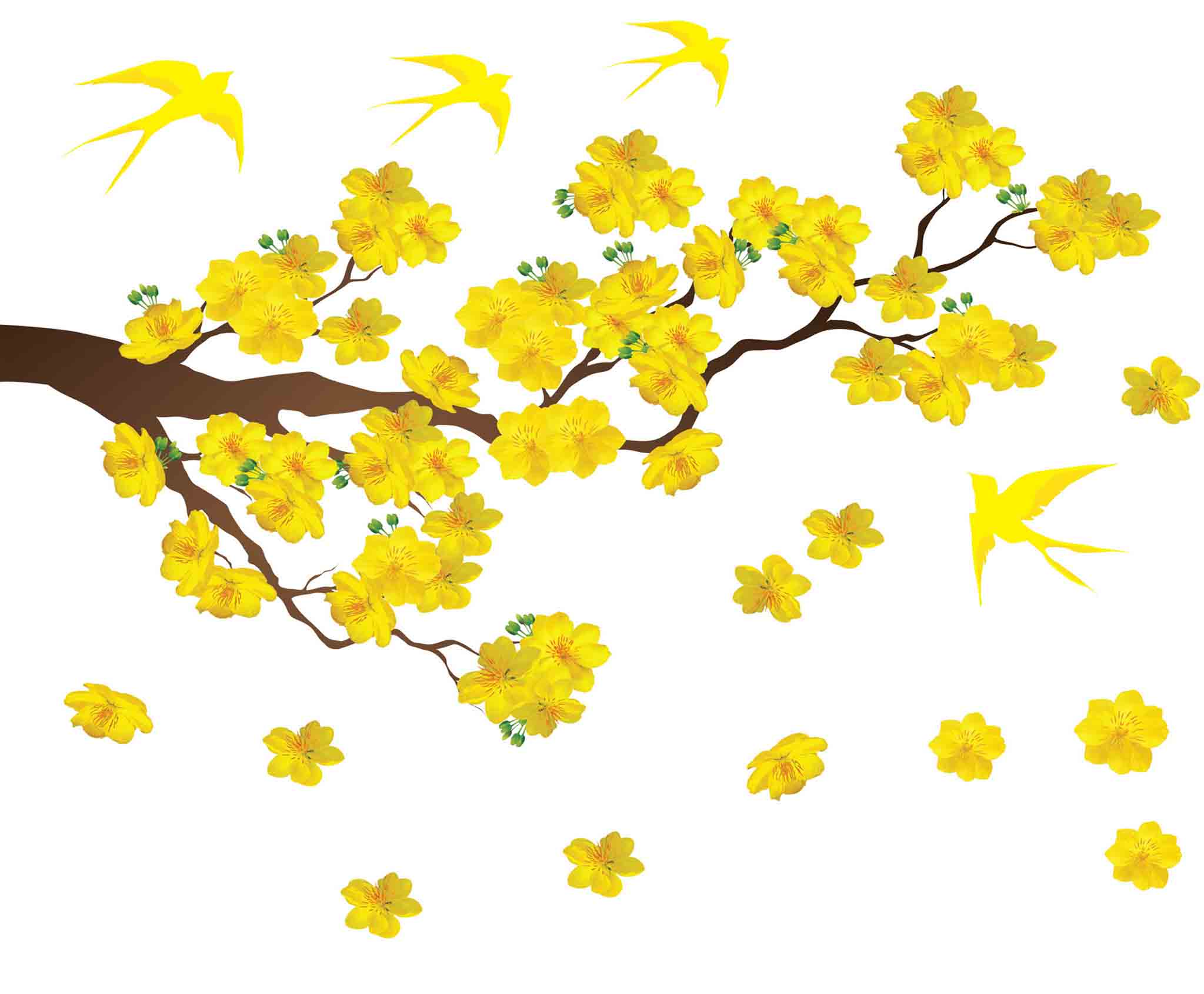 Hình ảnh hoa mai tết én vàng