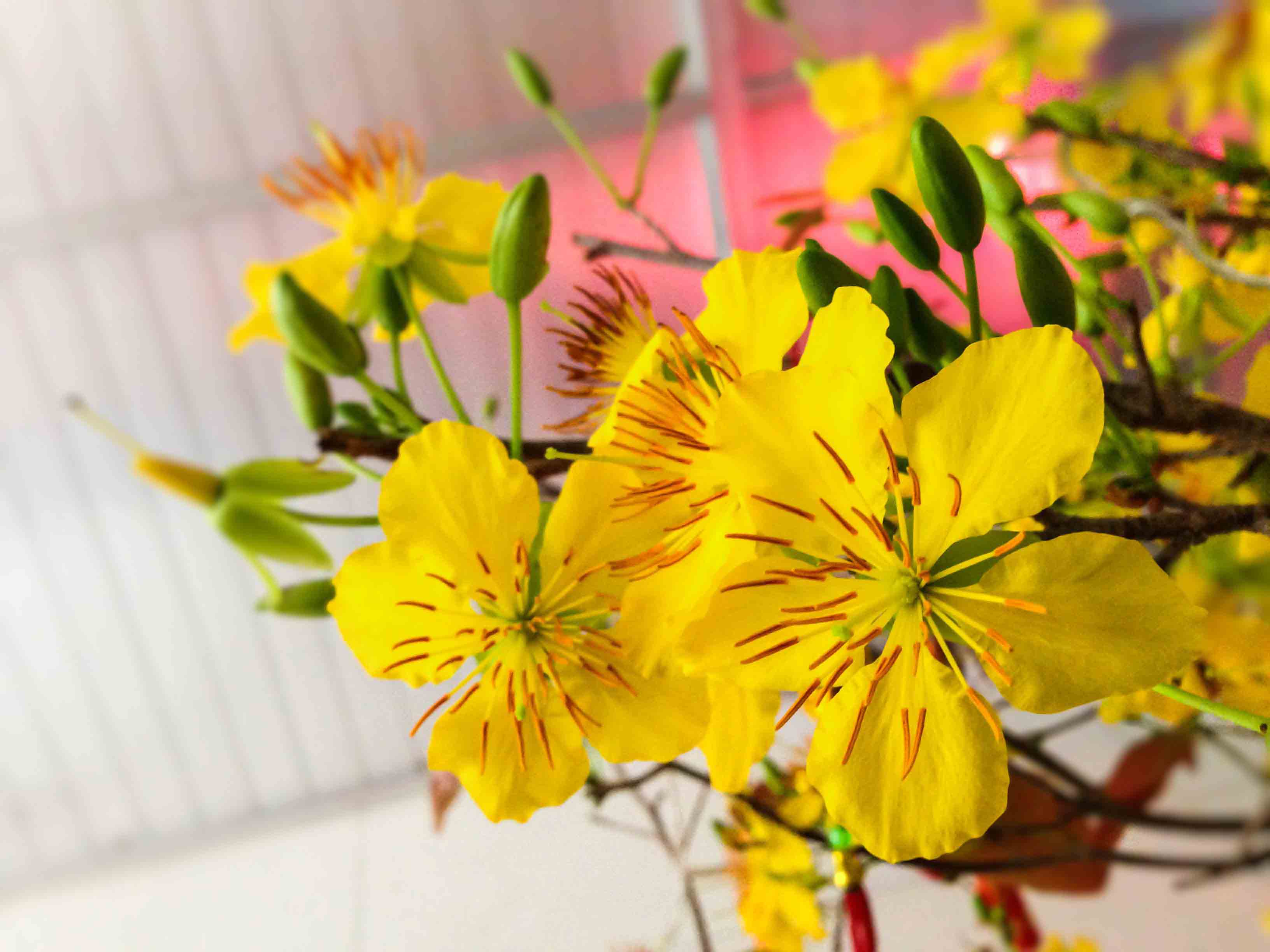 Hình ảnh hoa mai vàng khoe sắc trong nhà