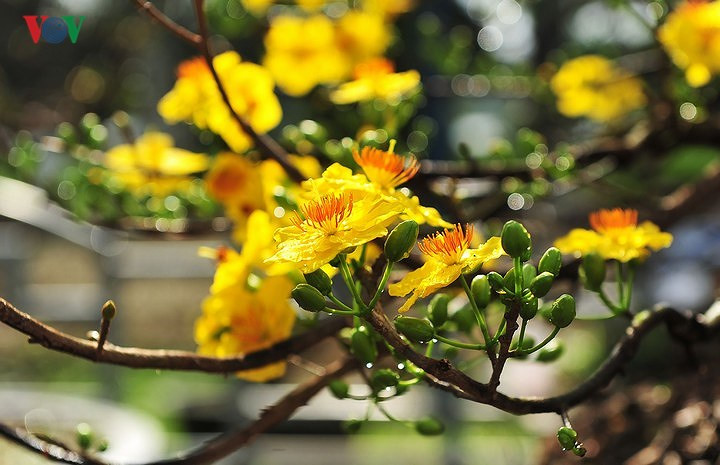 Hình ảnh hoa mai vàng trong nắng