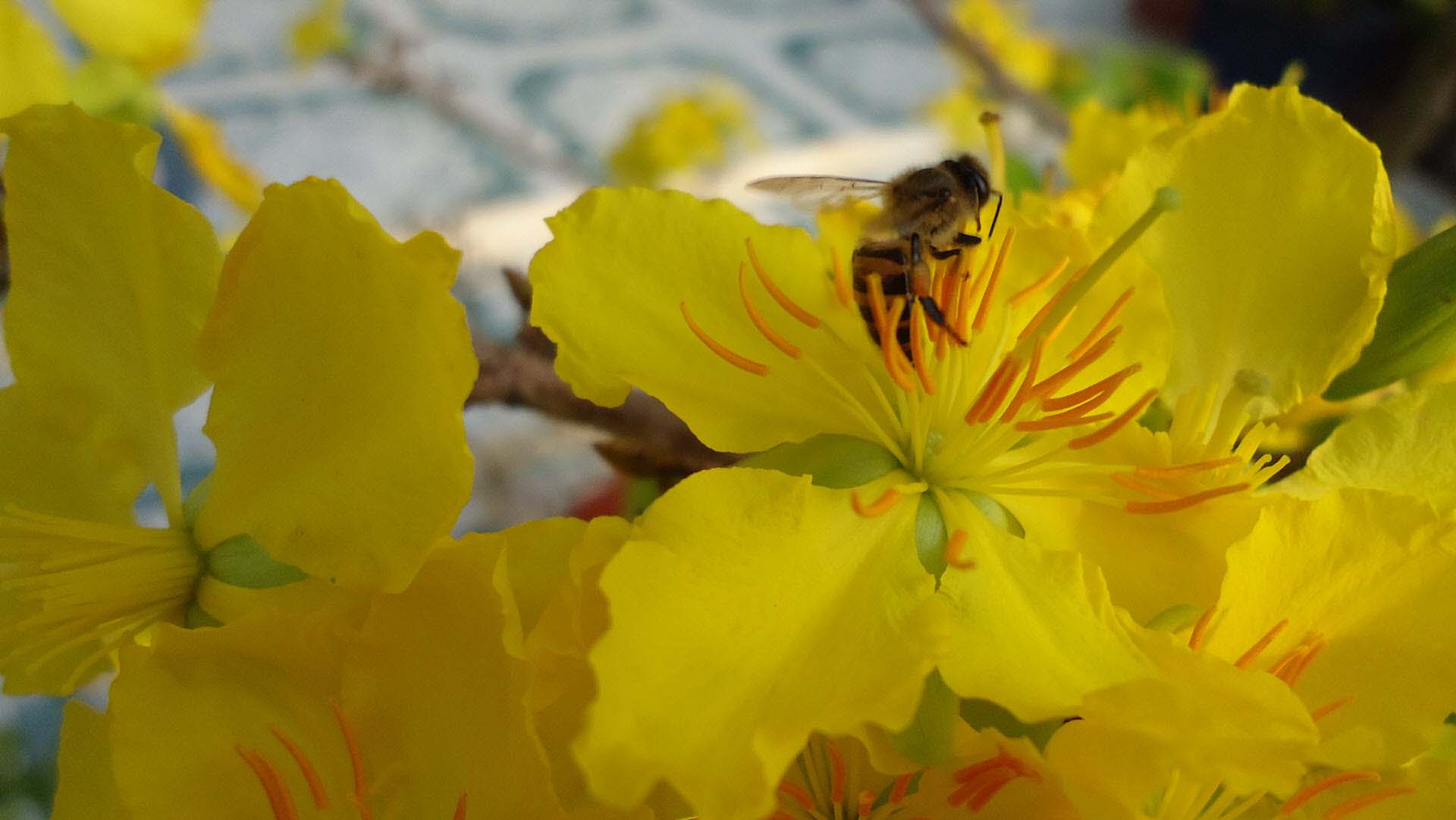 Hình ảnh hoa mai vàng và chú ong mật