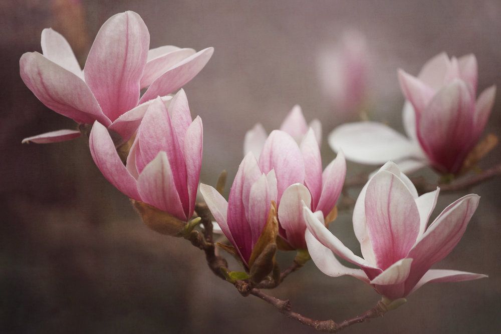 Tổng hợp những hình ảnh về hoa mộc lan đẹp nhất