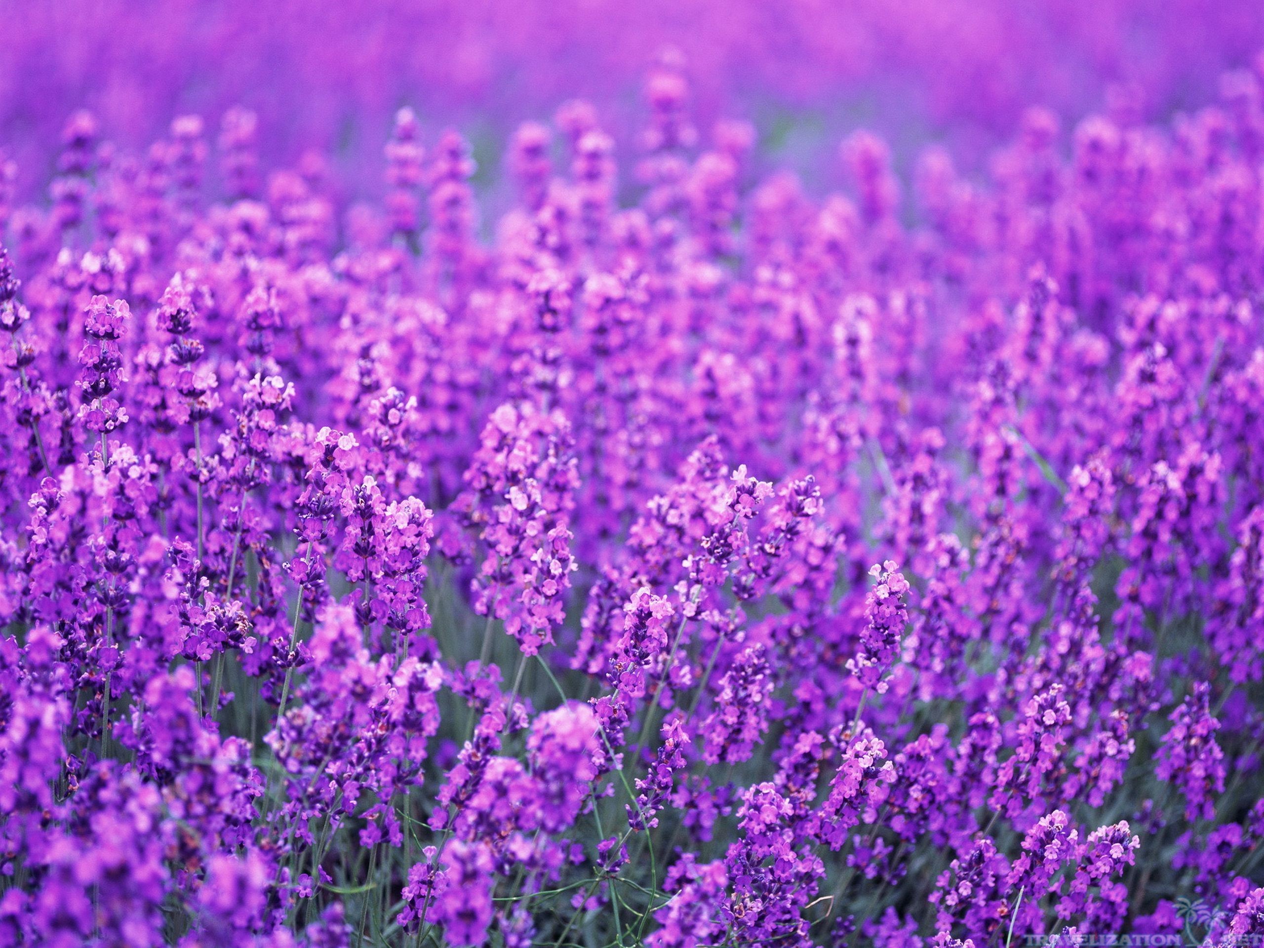 Hình ảnh Lavender rất đẹp