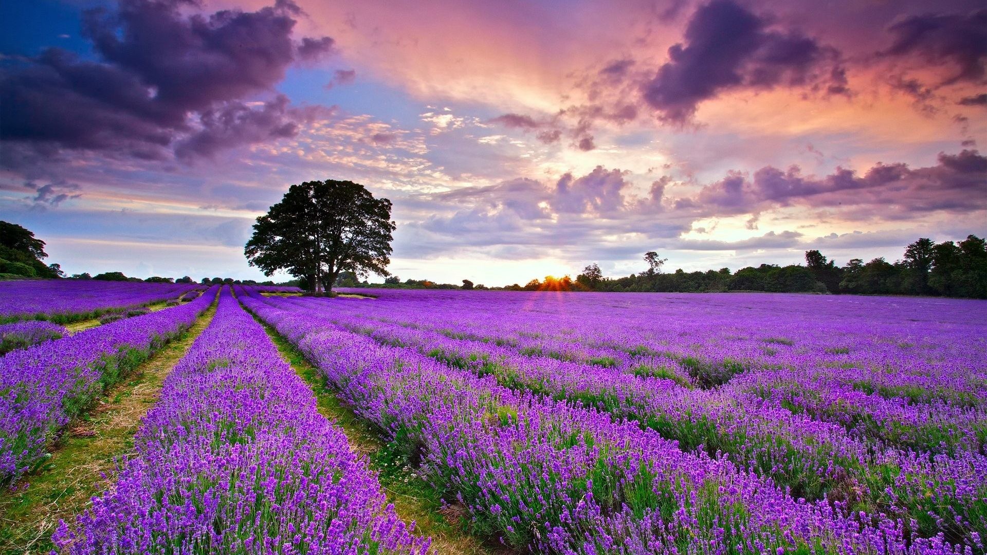 Hoa oải hương  lavender  và những điều thú vị