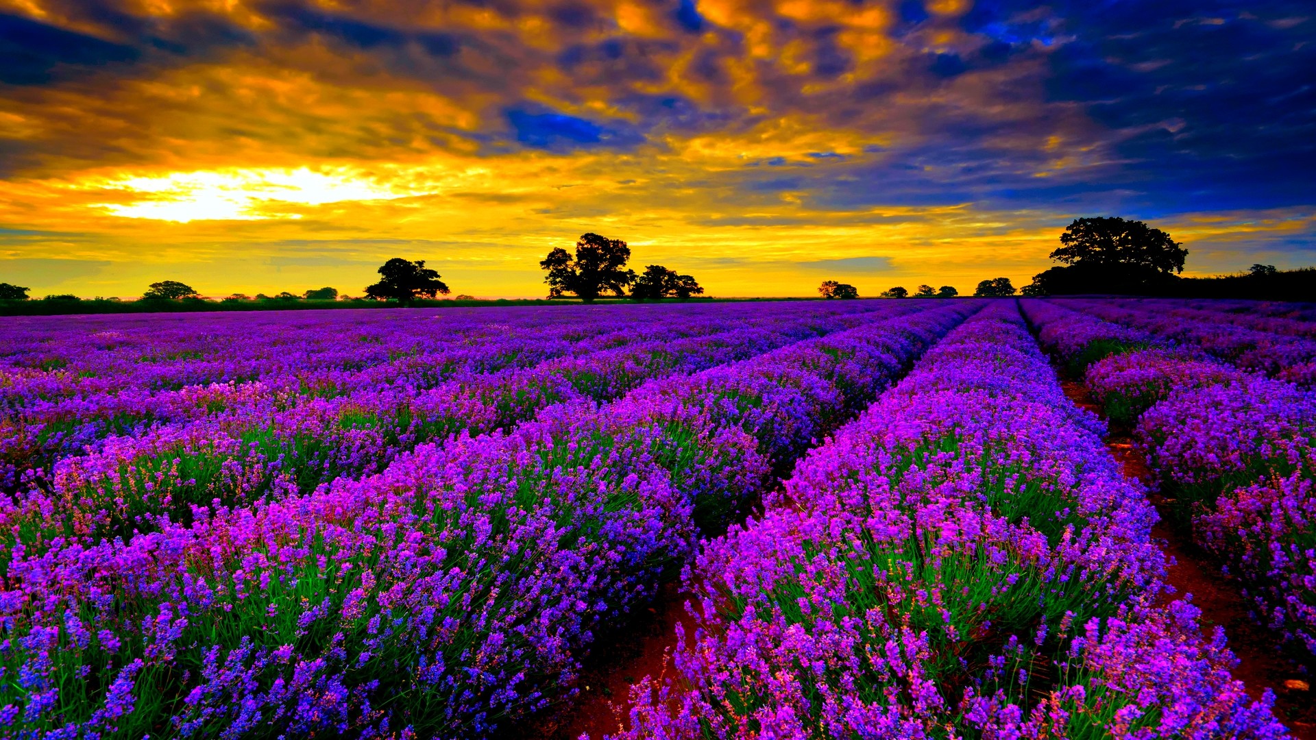 Review 4 vườn hoa Lavender Đà Lạt Tháng mấy nở đẹp nhất