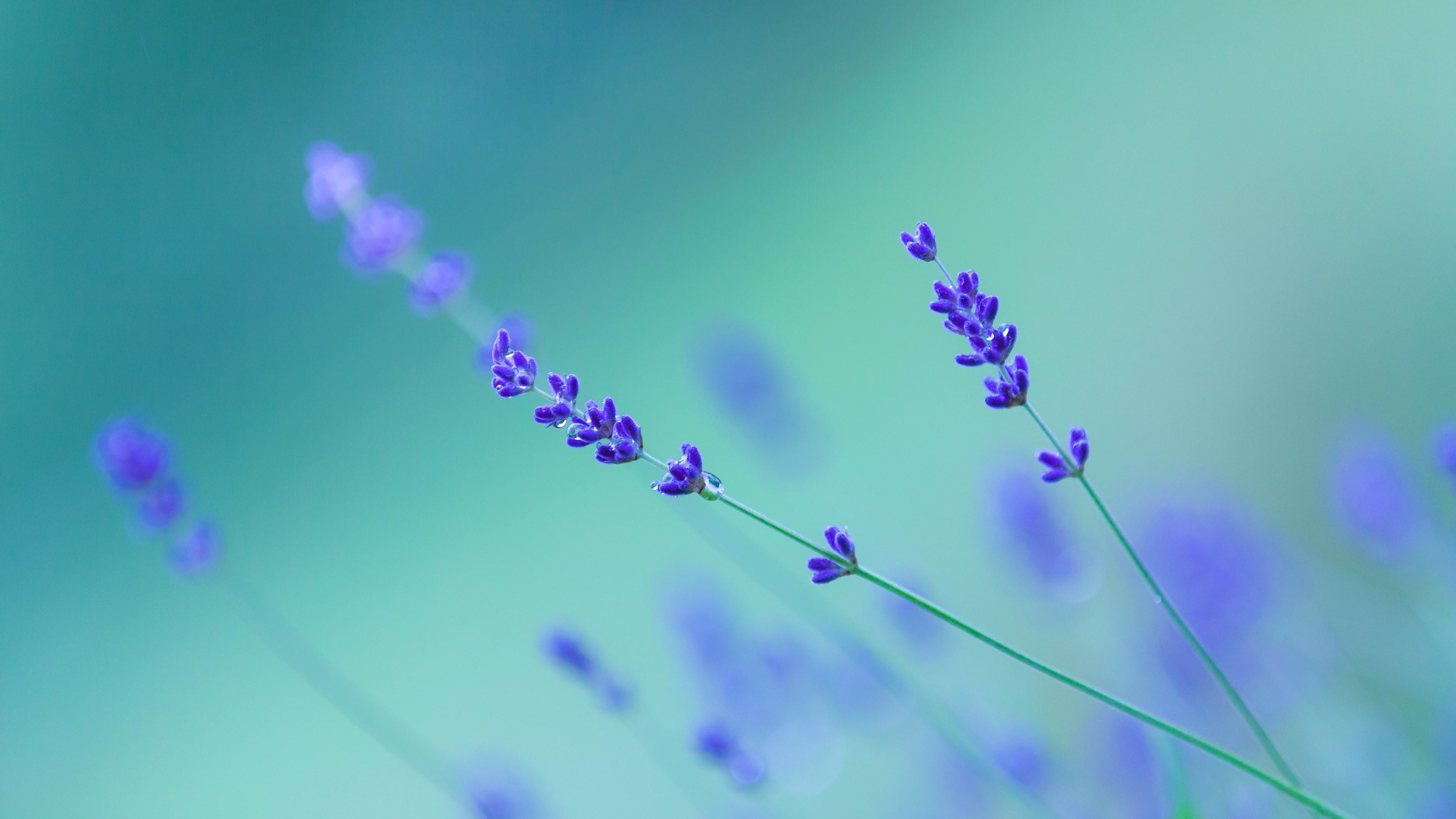 Hình ảnh ý nghĩa hoa Lavender  hoa oải hương đẹp lãng mạn