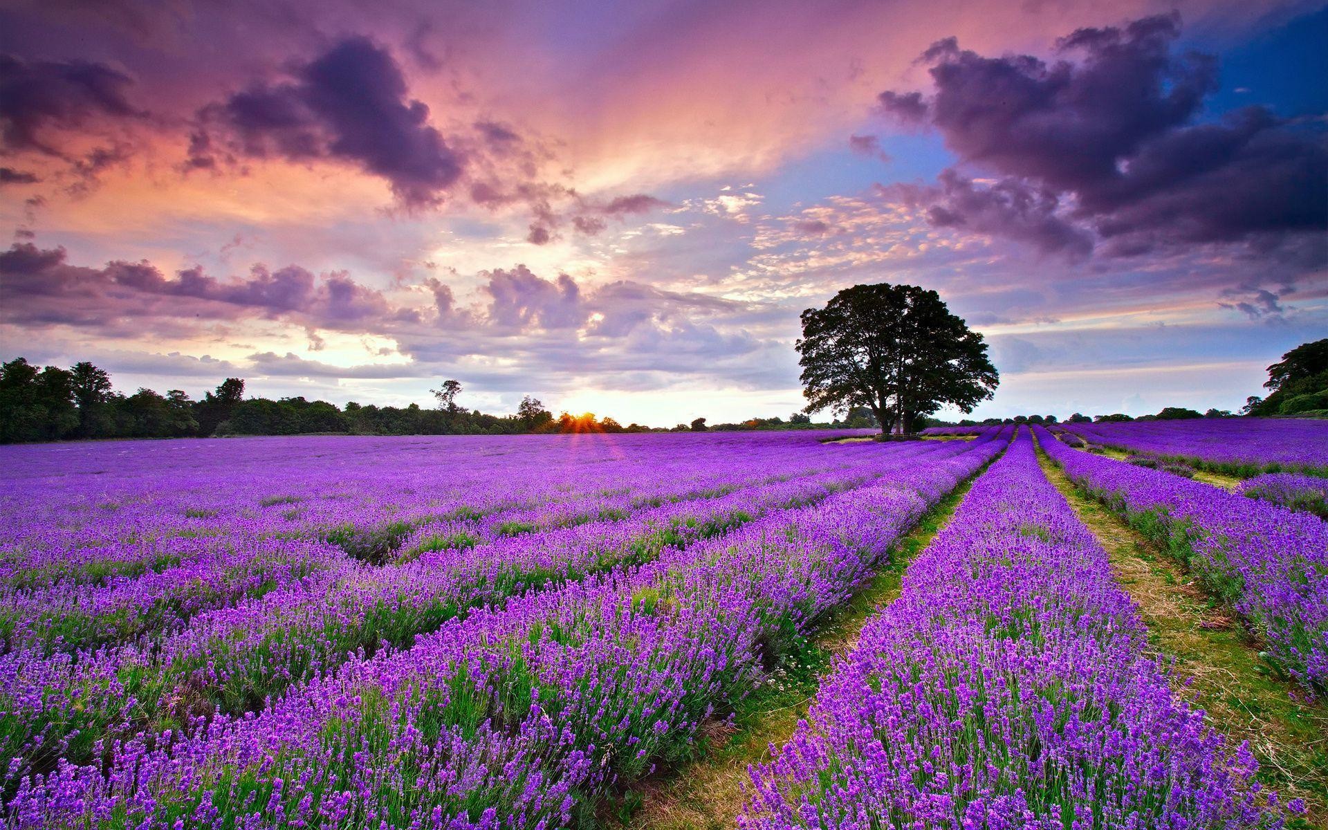 Khám phá với hơn 101 hình nền hoa lavender cho dien thoai hay nhất  Tin  học Đông Hòa