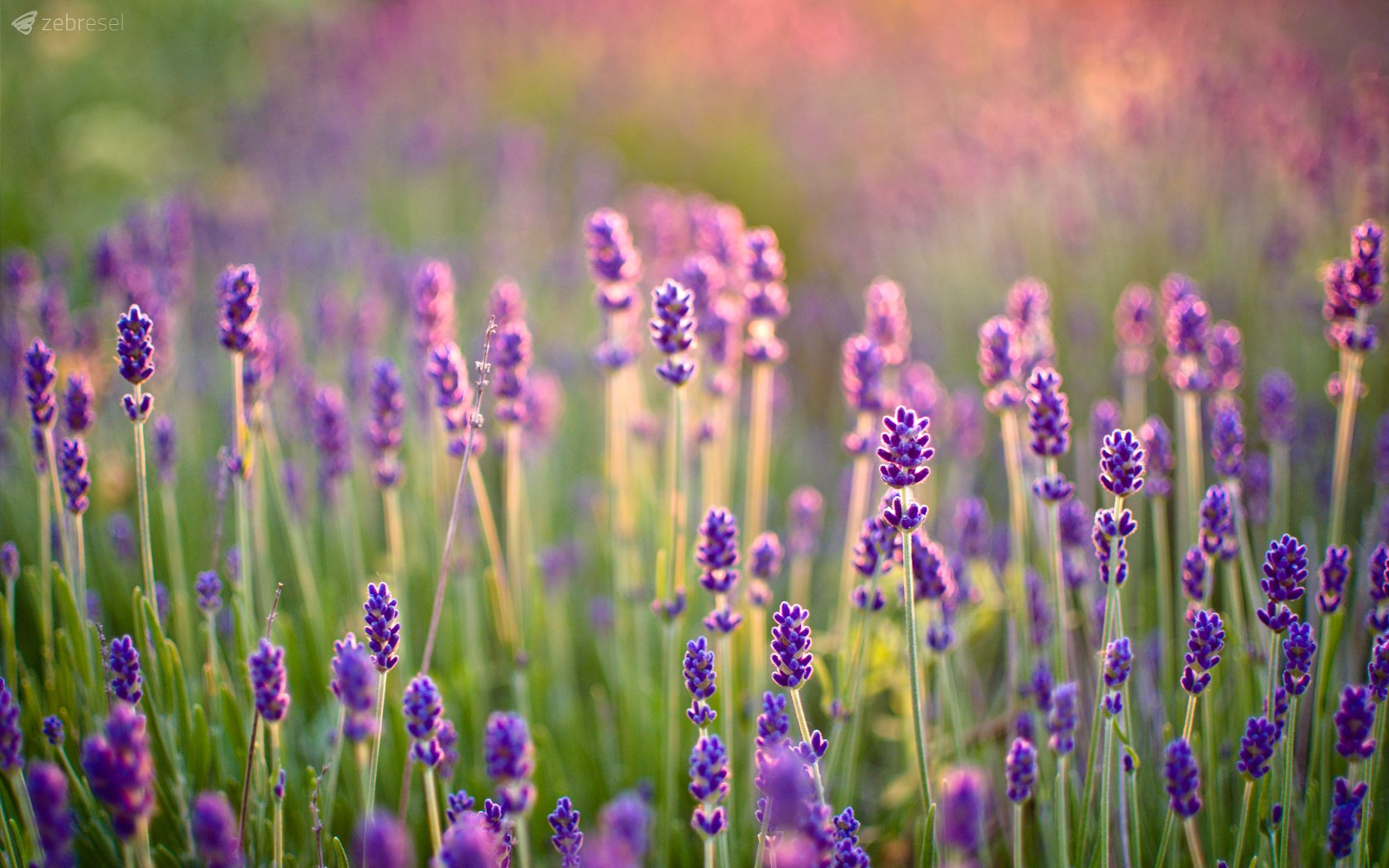 99+ Hình Hoa Oải Hương, Lavender Cực Đẹp Chất Lượng 4K