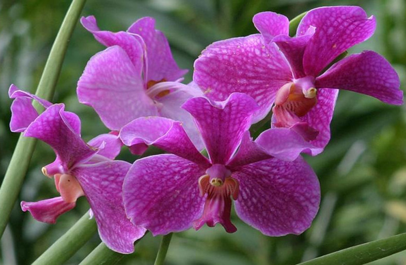 Hình ảnh hoa phong lan đẹp nhất