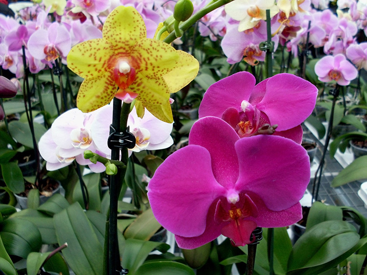 Hình ảnh 12 loài hoa lan đẹp và phổ biến nhất tại Việt Nam Trung tâm giống cây trồng Học Viện Nông Nghiệp Việt Nam