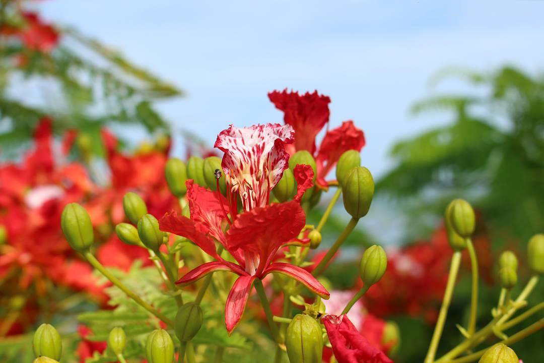 Hình ảnh hoa phượng đỏ đẹp nhất