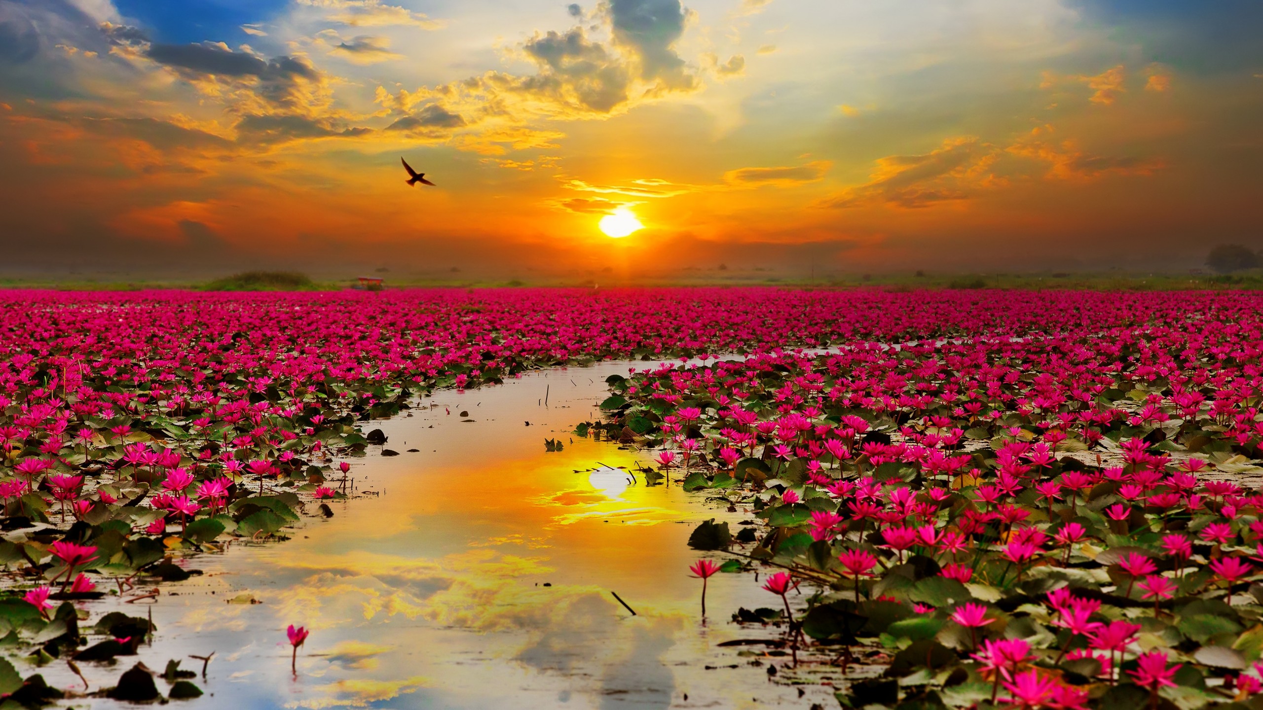 Hình hình ảnh hoa sen đẹp tuyệt vời nhất thế giới