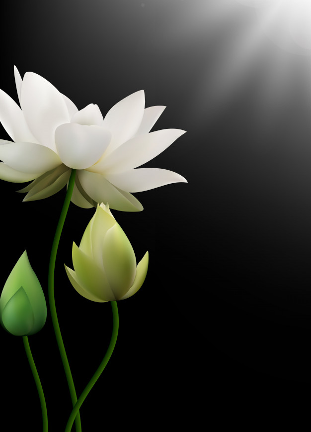 Hình ảnh hoa sen trắng 3d
