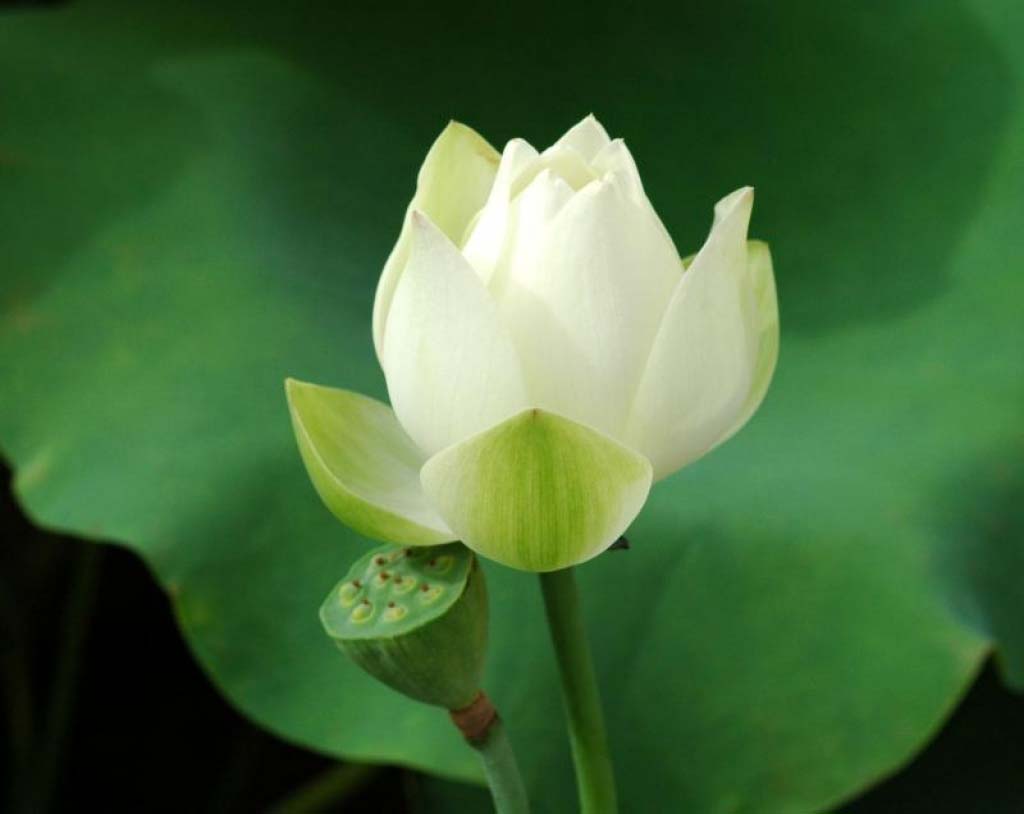 Hình ảnh hoa sen trắng