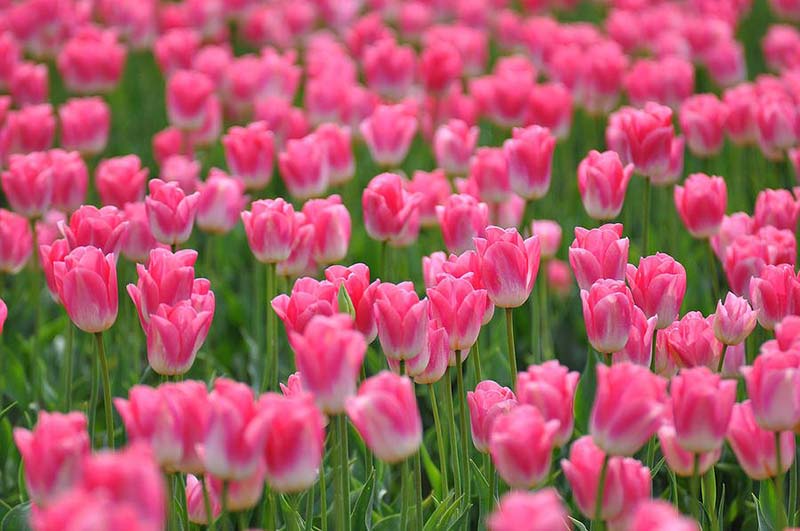 Hình ảnh hoa Tulip đẹp nhất mang sắc hồng ngọt ngào