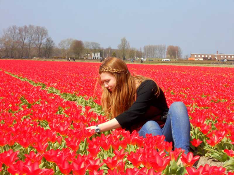 Hình ảnh hoa Tulip đỏ đẹp nhất