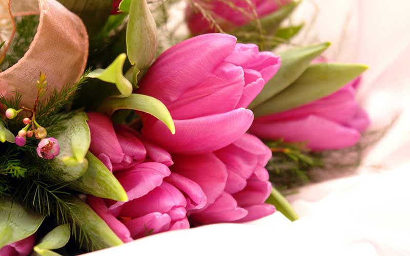 Hình ảnh hoa Tulip màu hồng đẹp nhất