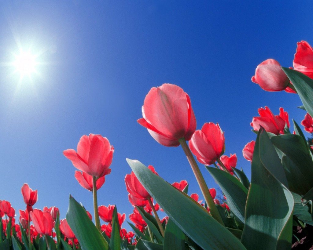 Hình ảnh hoa Tulip tổng hợp đẹp nhất trong nắng mai
