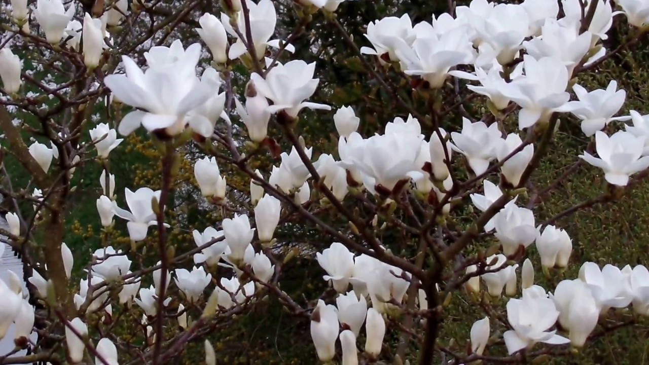 Hình ảnh rừng hoa Mộc Lan trắng đẹp