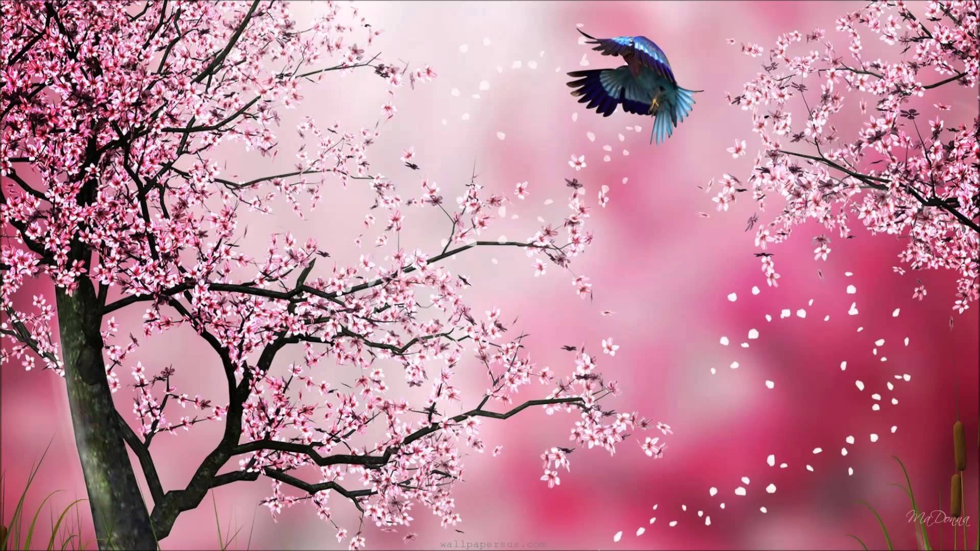 Hình ảnh vẽ hoa anh đào Nhật bản đẹp nhất