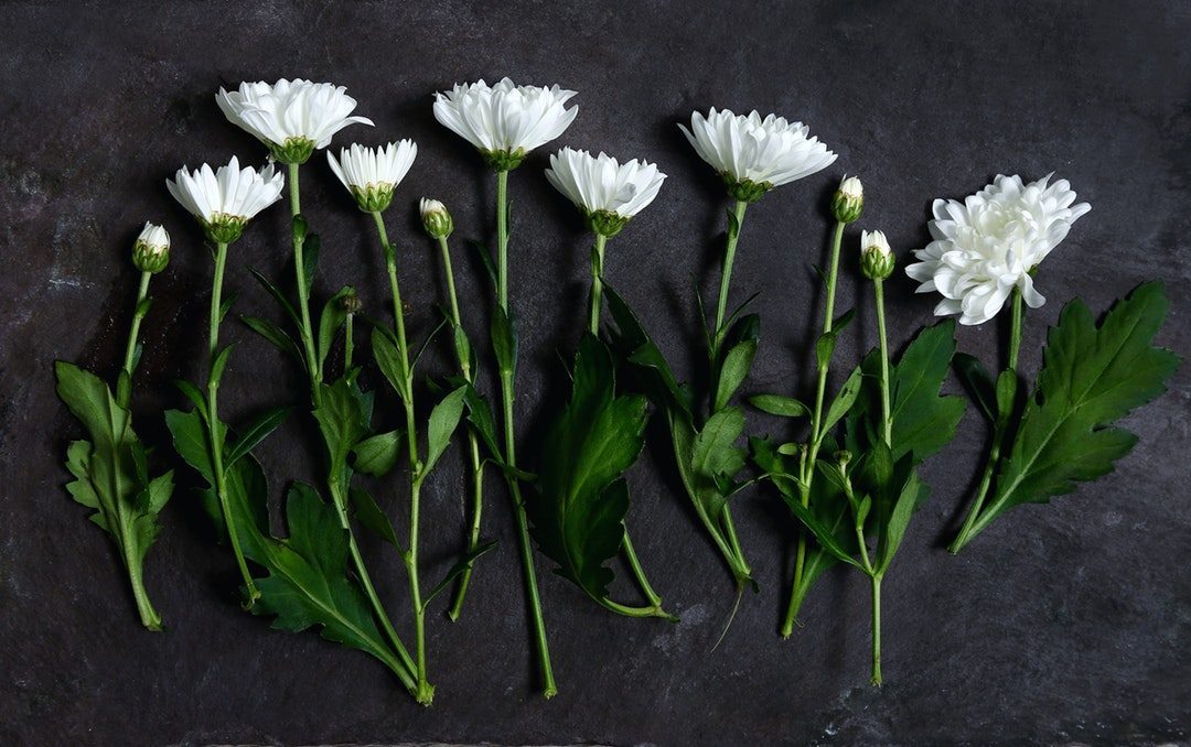 Hình ảnh về hoa cúc trắng đẹp
