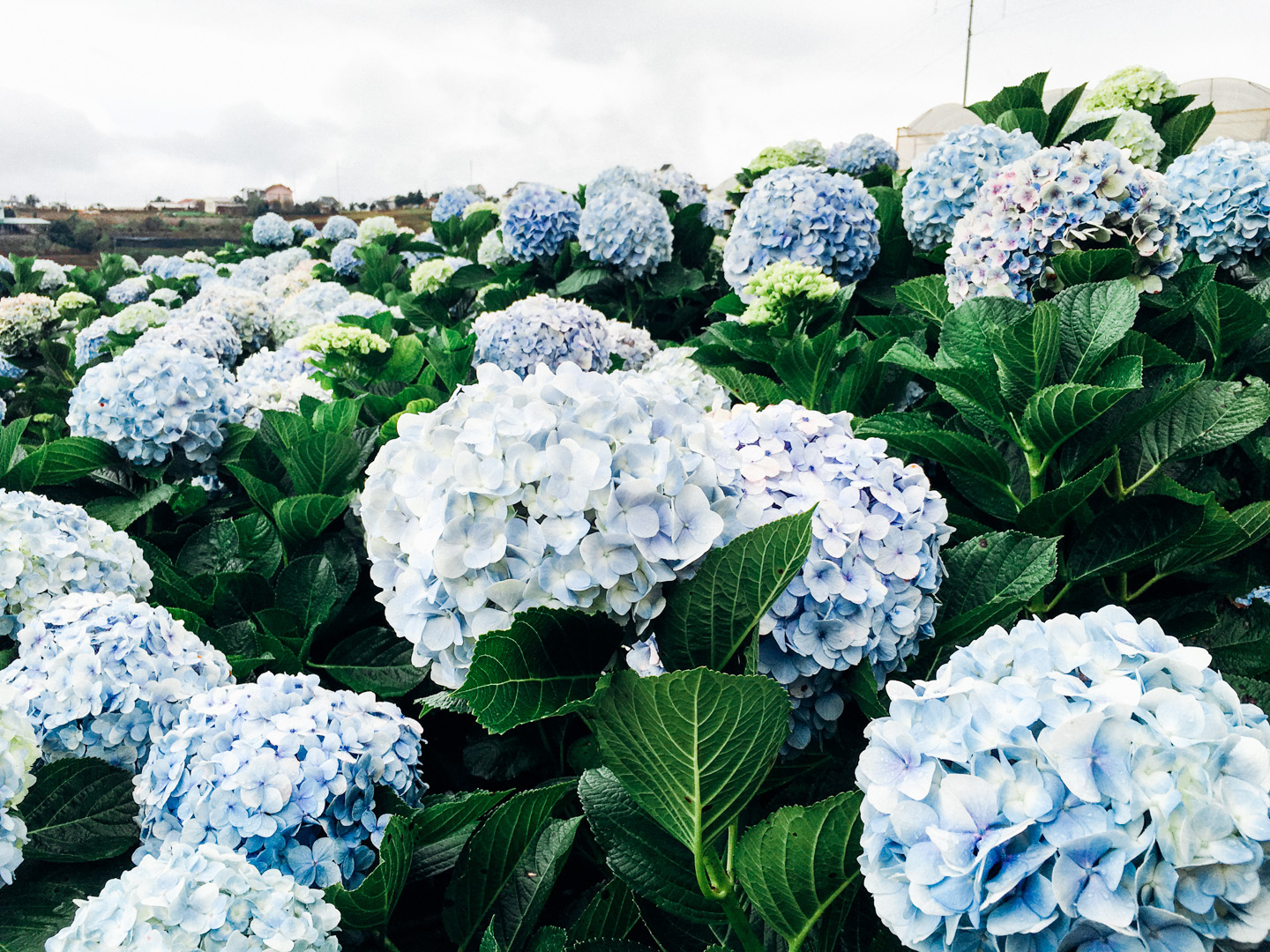 Hình ảnh vườn hoa Cẩm Tú Cầu đẹp nhất