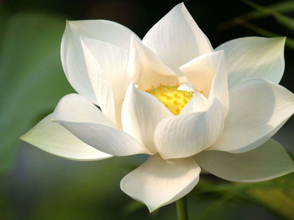Hình bông hoa sen trắng đẹp