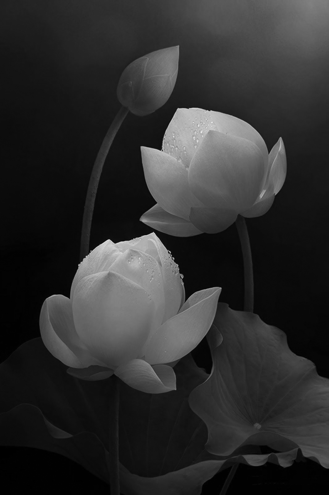 Hình hoa sen trắng đen đẹp nhất