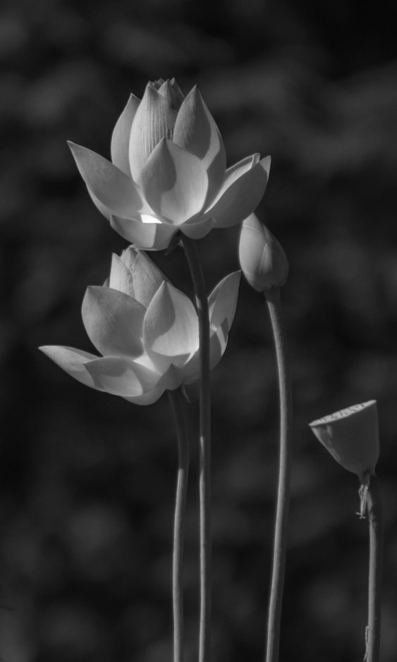 Hình hoa sen trắng đen đẹp